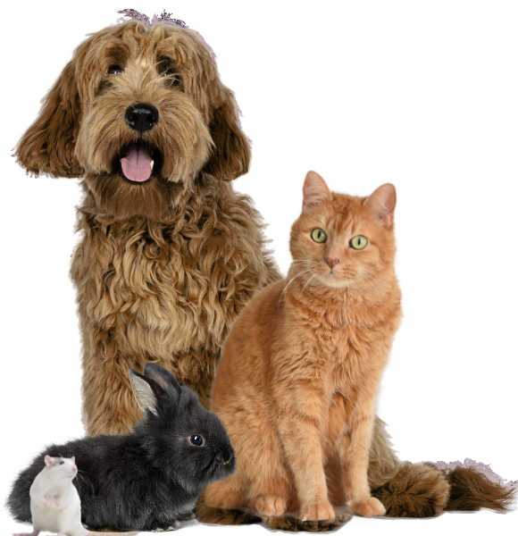 Dierenkliniek Epe-Centrum isspeciaal voor kleine huisdieren. We combineren passie voor dieren met kwaliteit en persoonlijke aandacht.