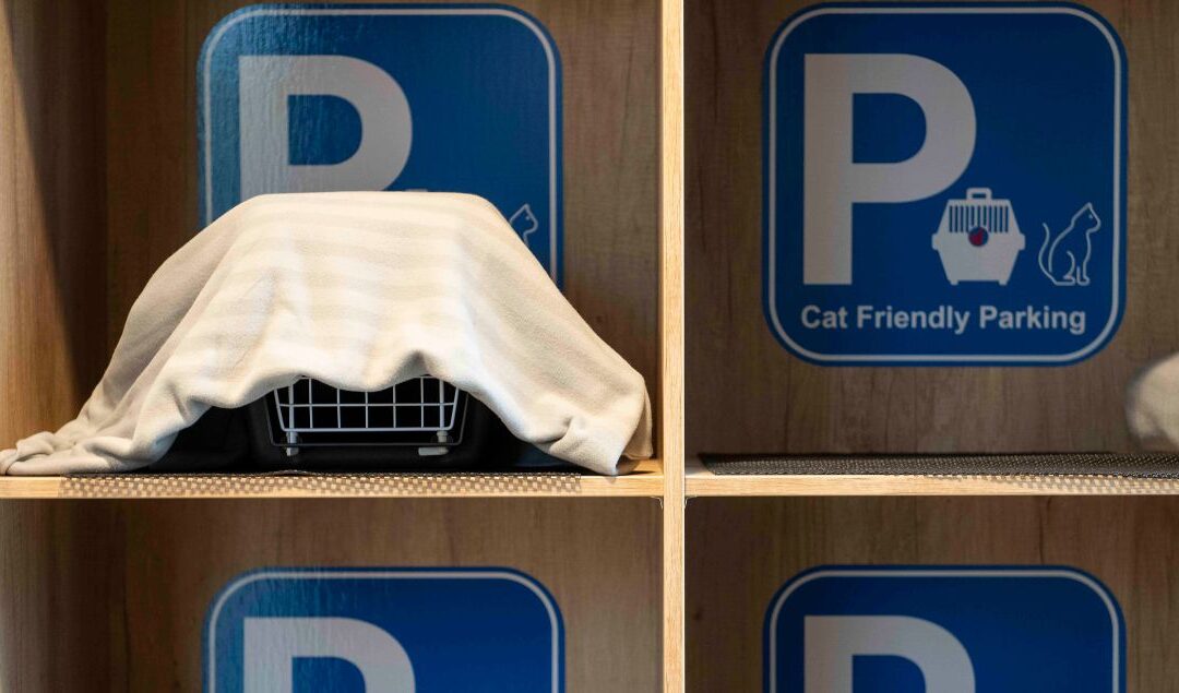 Katvriendelijke kattenparkeerplaats in gebruik
